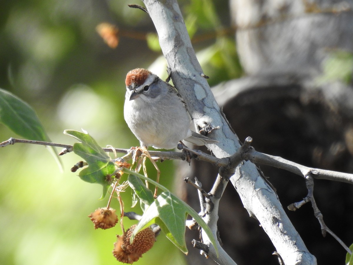 Chipping Sparrow - ML55338351
