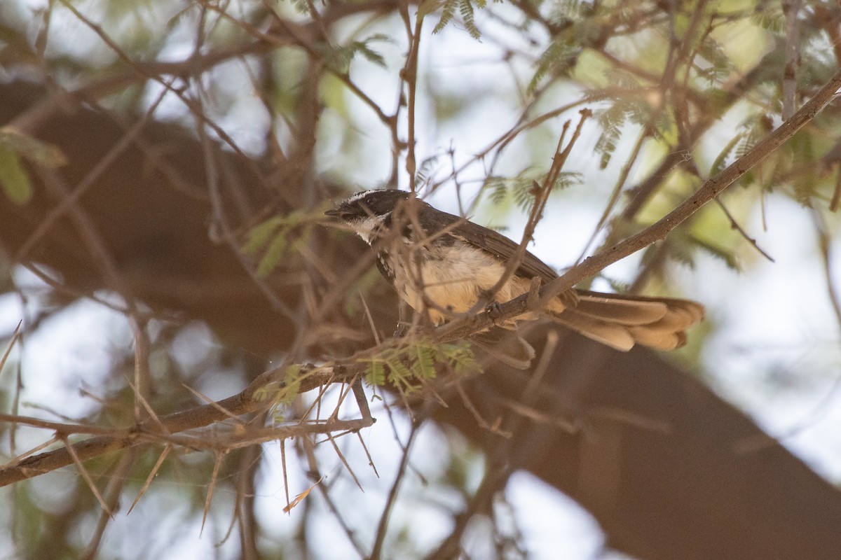 Spot-breasted Fantail - ML553389981