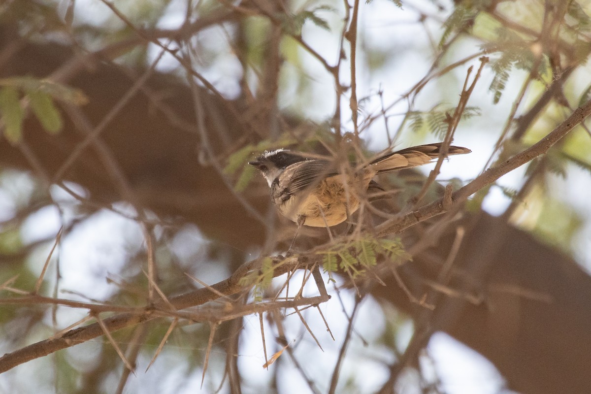 Spot-breasted Fantail - ML553389991