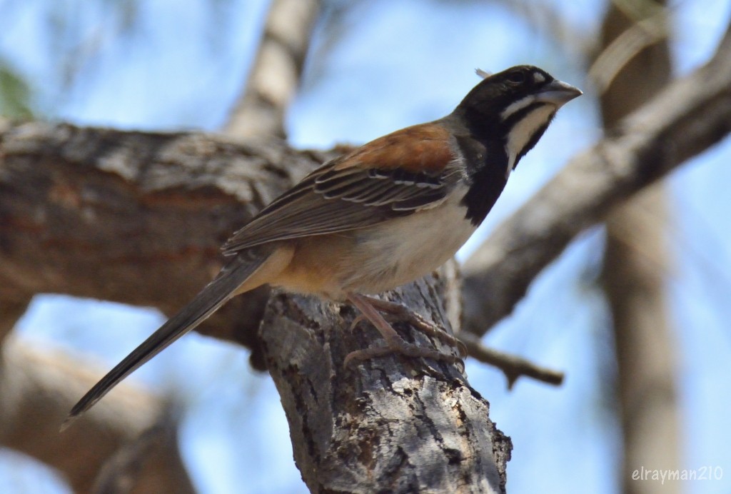 Black-chested Sparrow - ML553392341