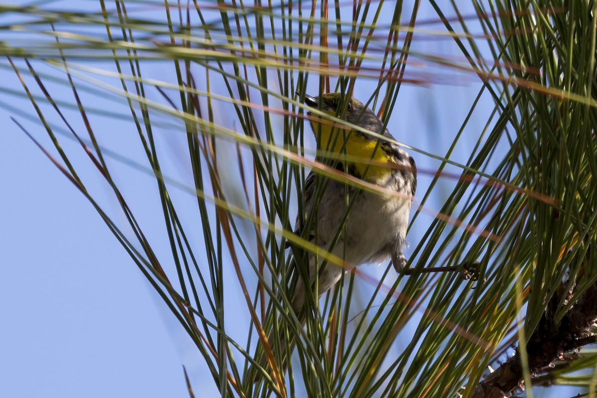 Olive-capped Warbler - Ian Burgess