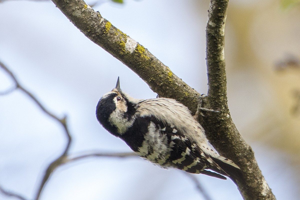 Lesser Spotted Woodpecker - Bradley Hacker 🦜