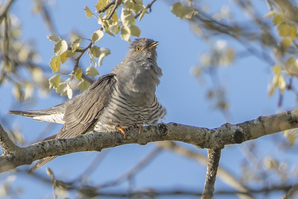 Common Cuckoo - ML55339381