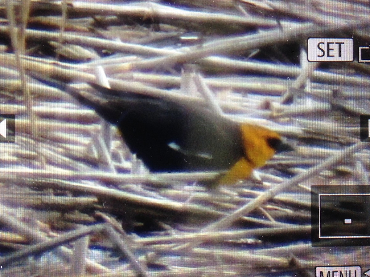 Yellow-headed Blackbird - ML55339561