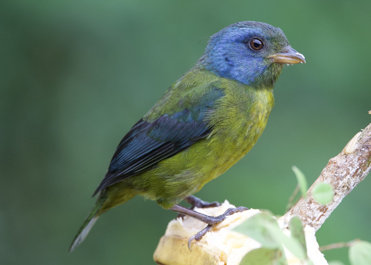 Moss-backed Tanager - ML553397601