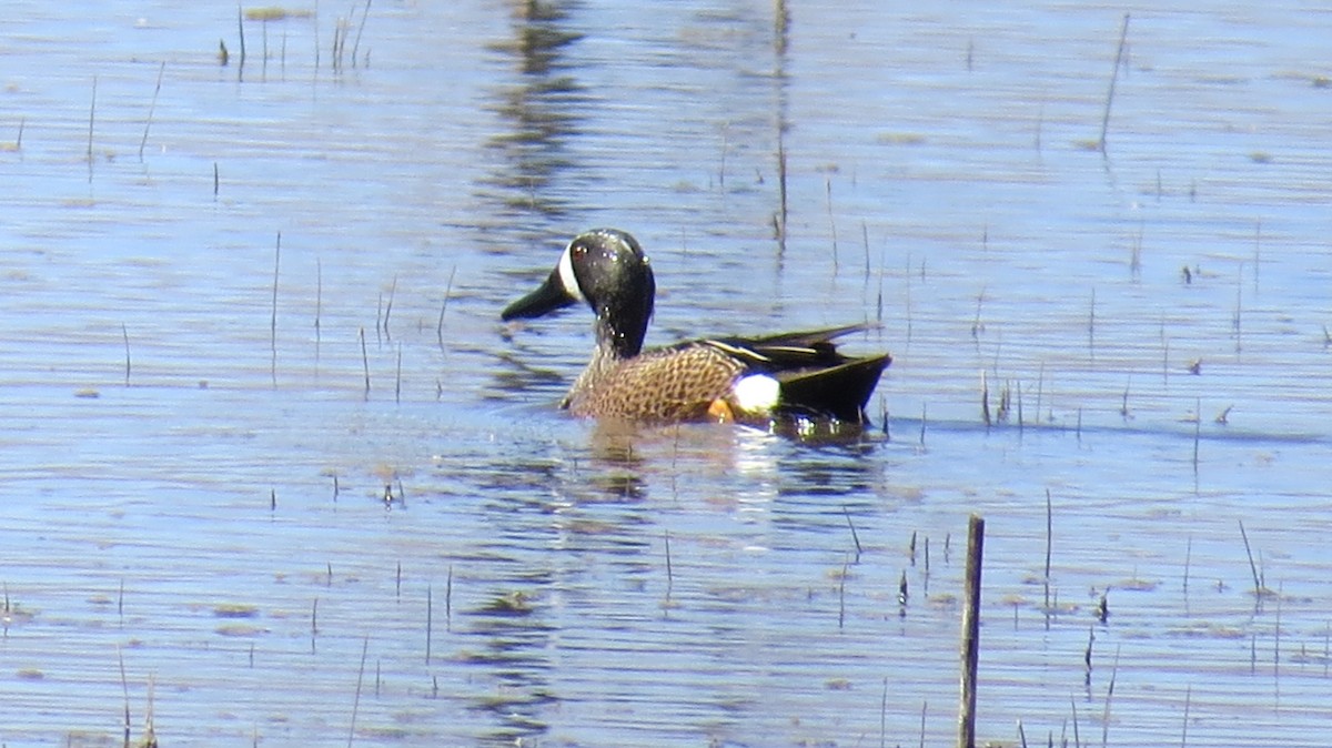 Bosque Del Apache Ebird 2024 Tickets Livy Rebecka