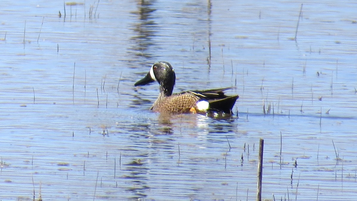 eBird Checklist 3 Apr 2023 Bosque del Apache NWR 61 species