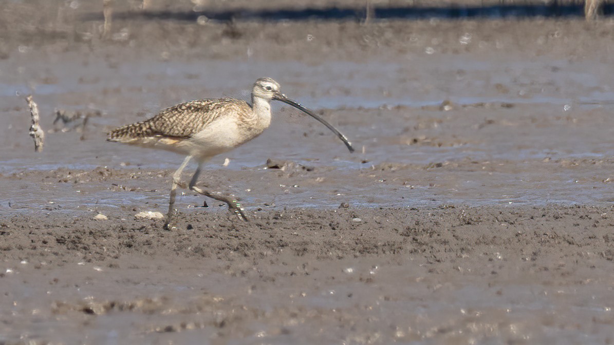 Long-billed Curlew - ML553404571