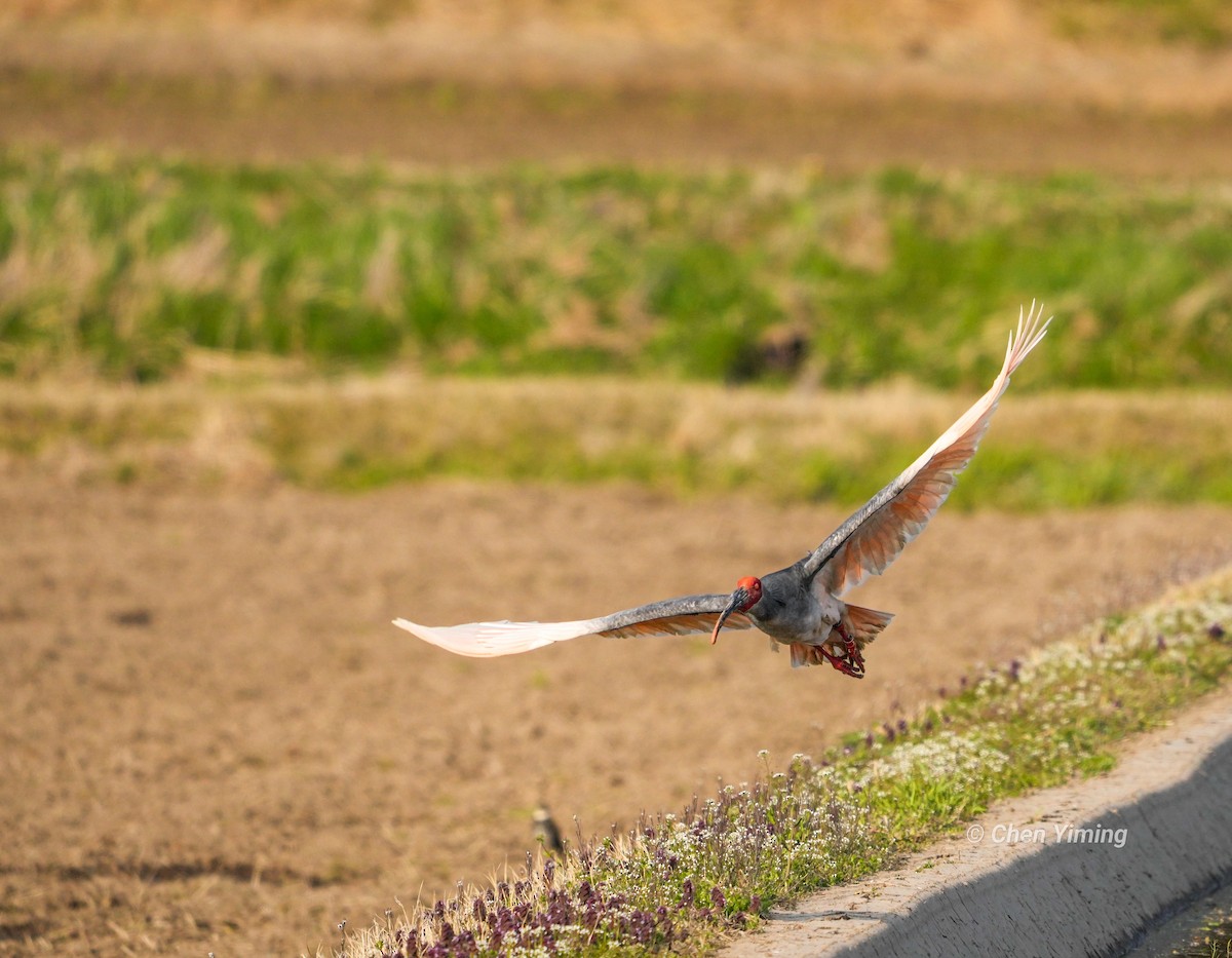 Crested Ibis - ML553405891