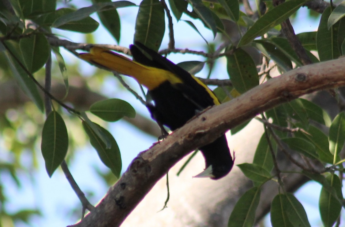 Yellow-winged Cacique - ML553410301