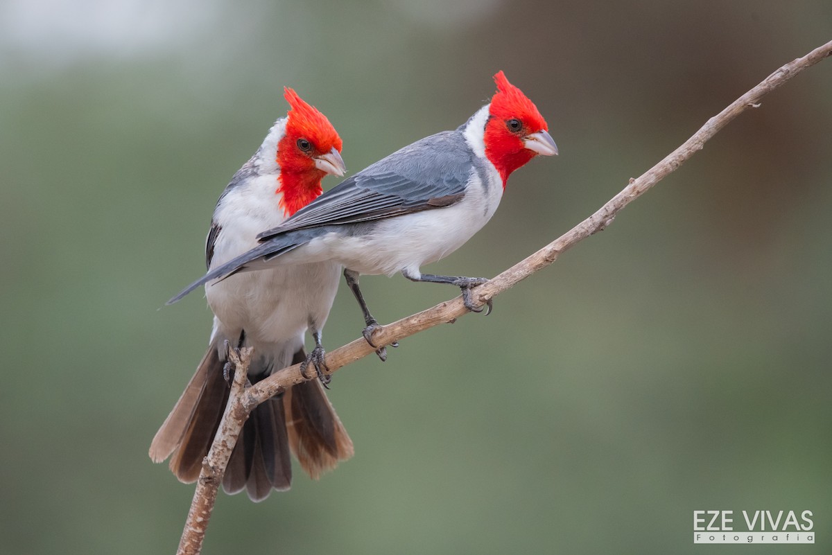 Red-crested Cardinal - ML553410581