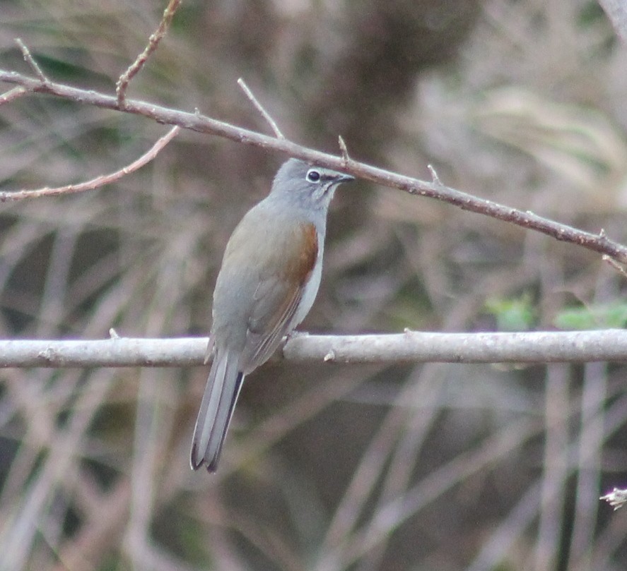 Brown-backed Solitaire - ML553415491