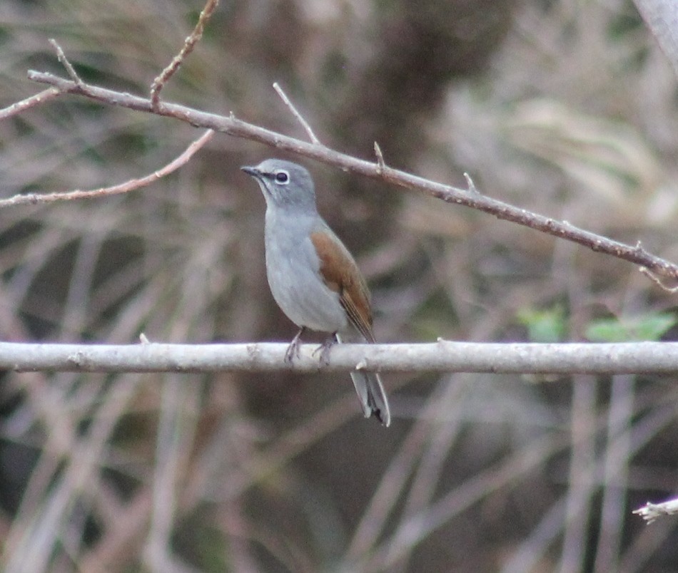 Brown-backed Solitaire - ML553415501