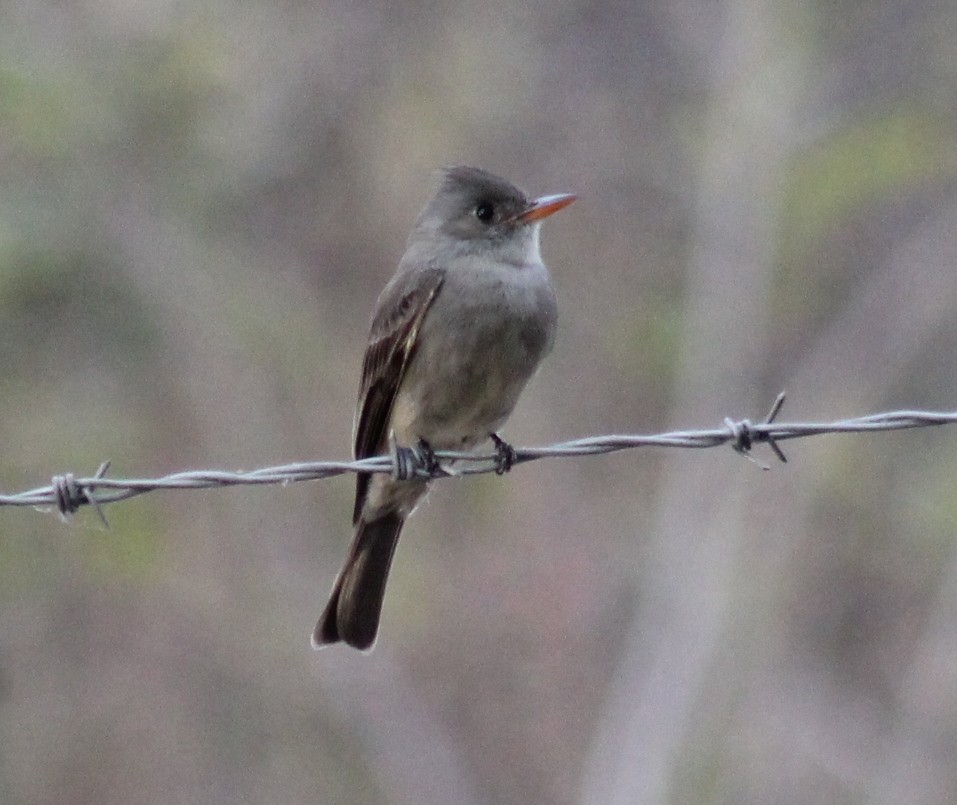 Greater Pewee - ML553415691