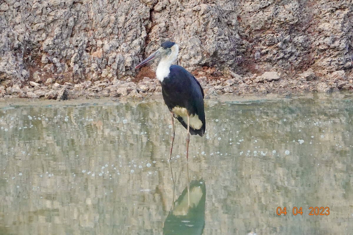 Asian Woolly-necked Stork - Sheila Mathai