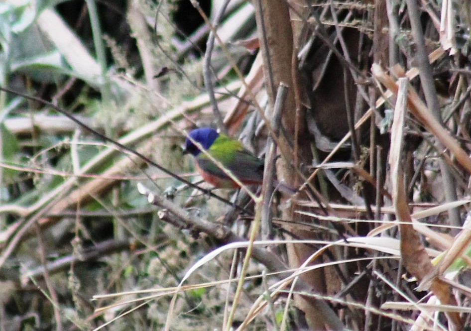 Painted Bunting - ML553419081