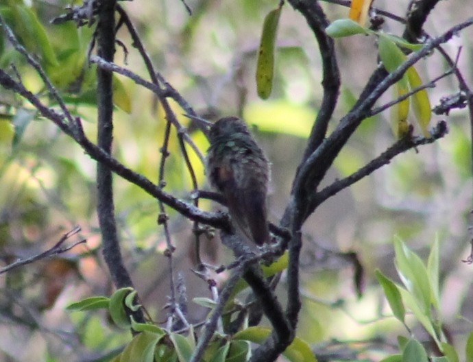 kolibřík mexický - ML553419191