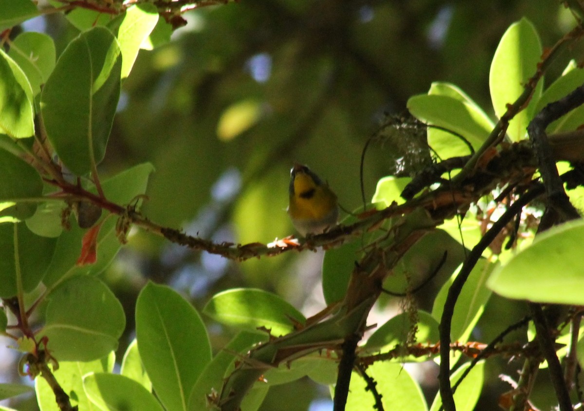 Crescent-chested Warbler - ML553419881