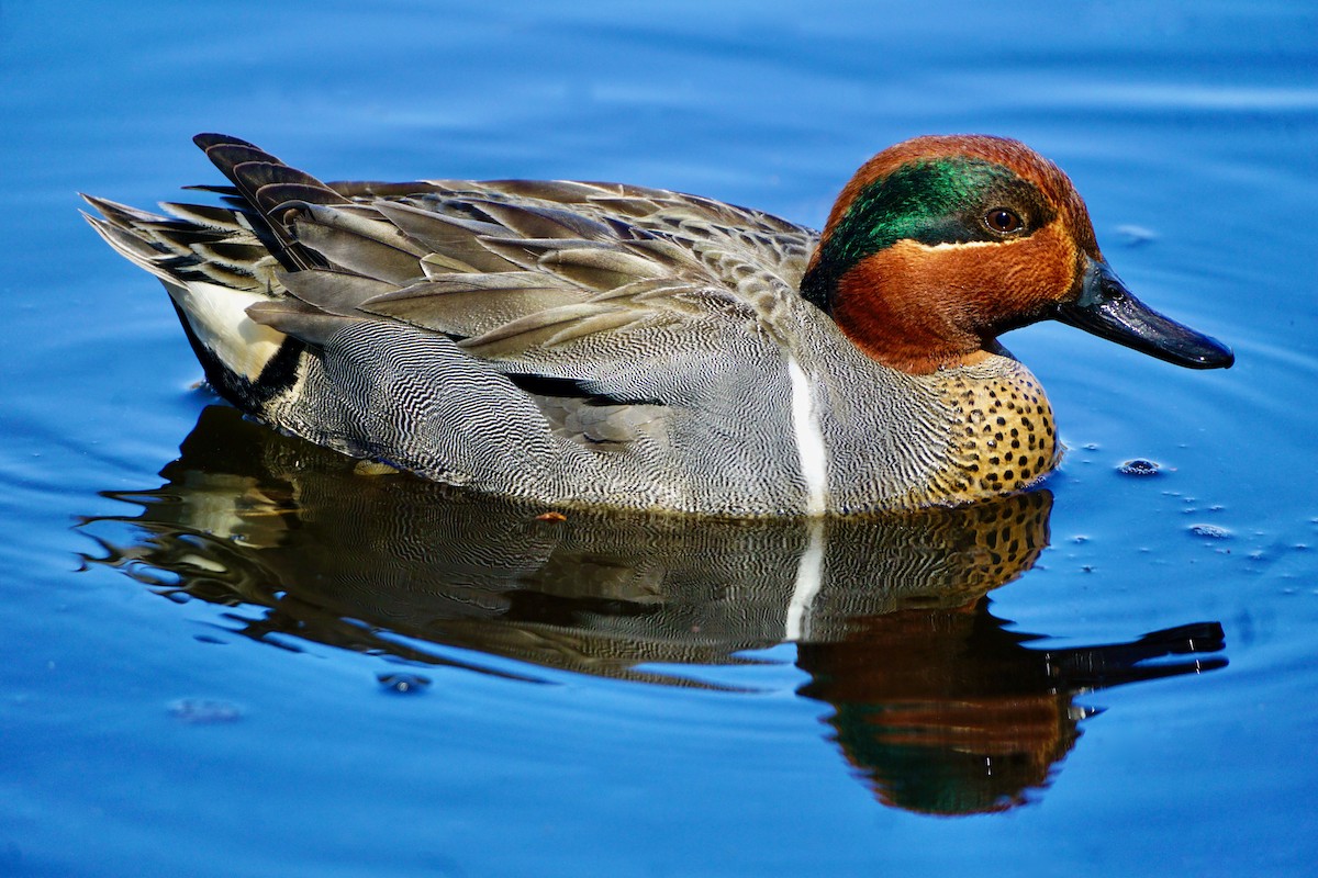 Green-winged Teal - ML553426121