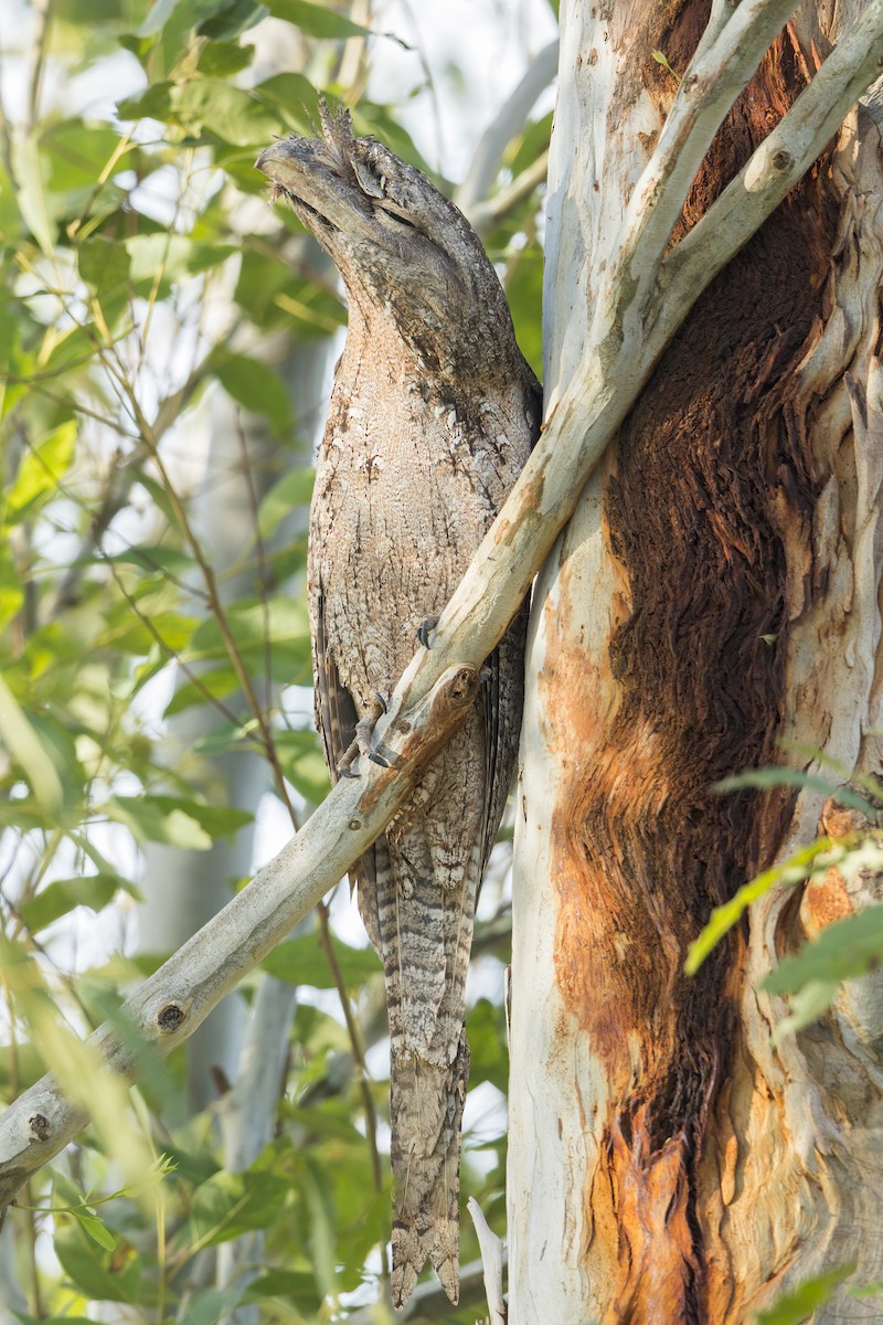 Papuan Frogmouth - ML553428641