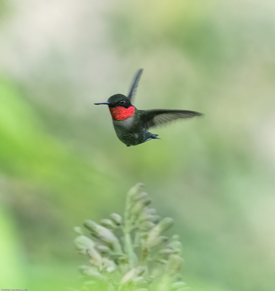 Ruby-throated Hummingbird - ML553430421