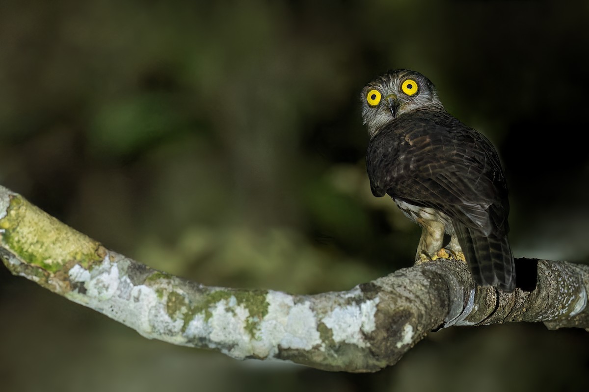 Papuan Owl - ML553430711