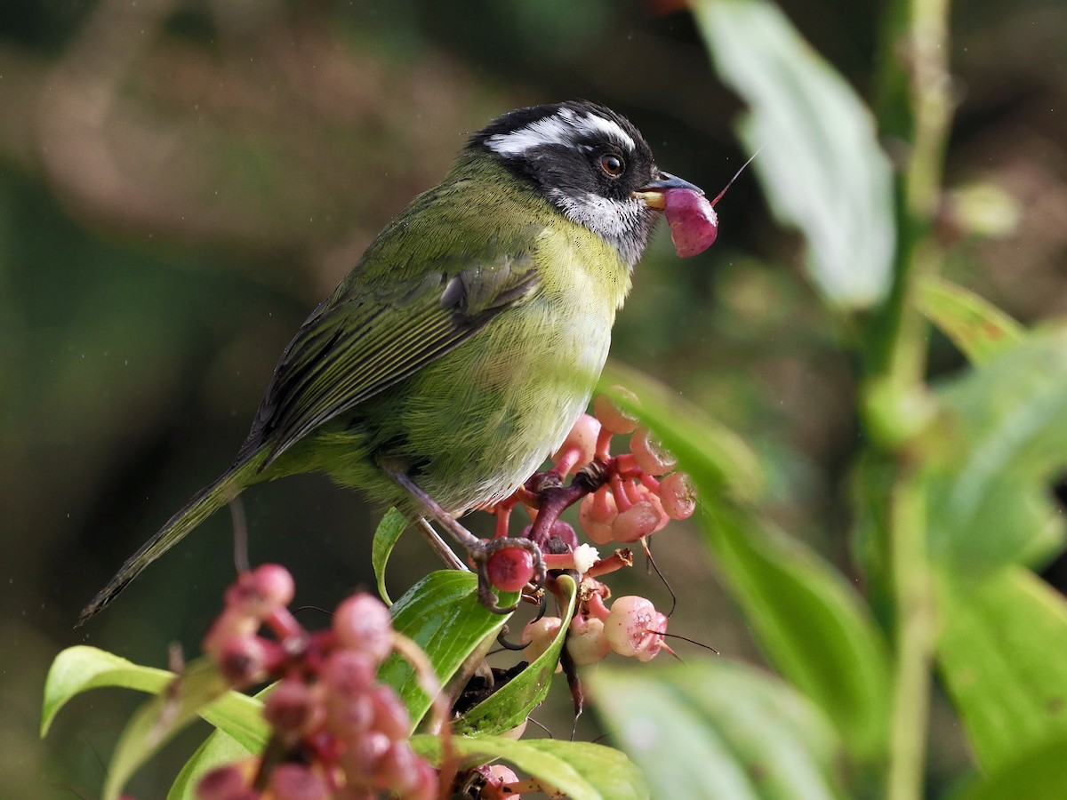 Sooty-capped Chlorospingus - ML553434261