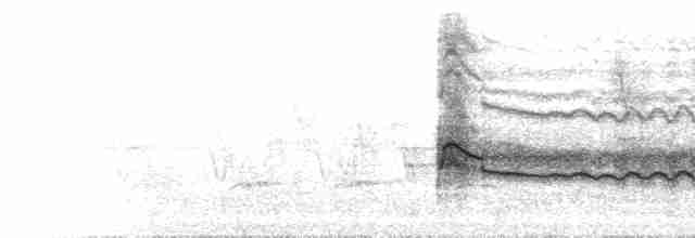  - Black Kite (Black)