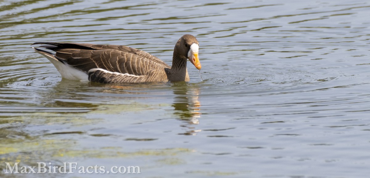 Greater White-fronted Goose - ML553435321