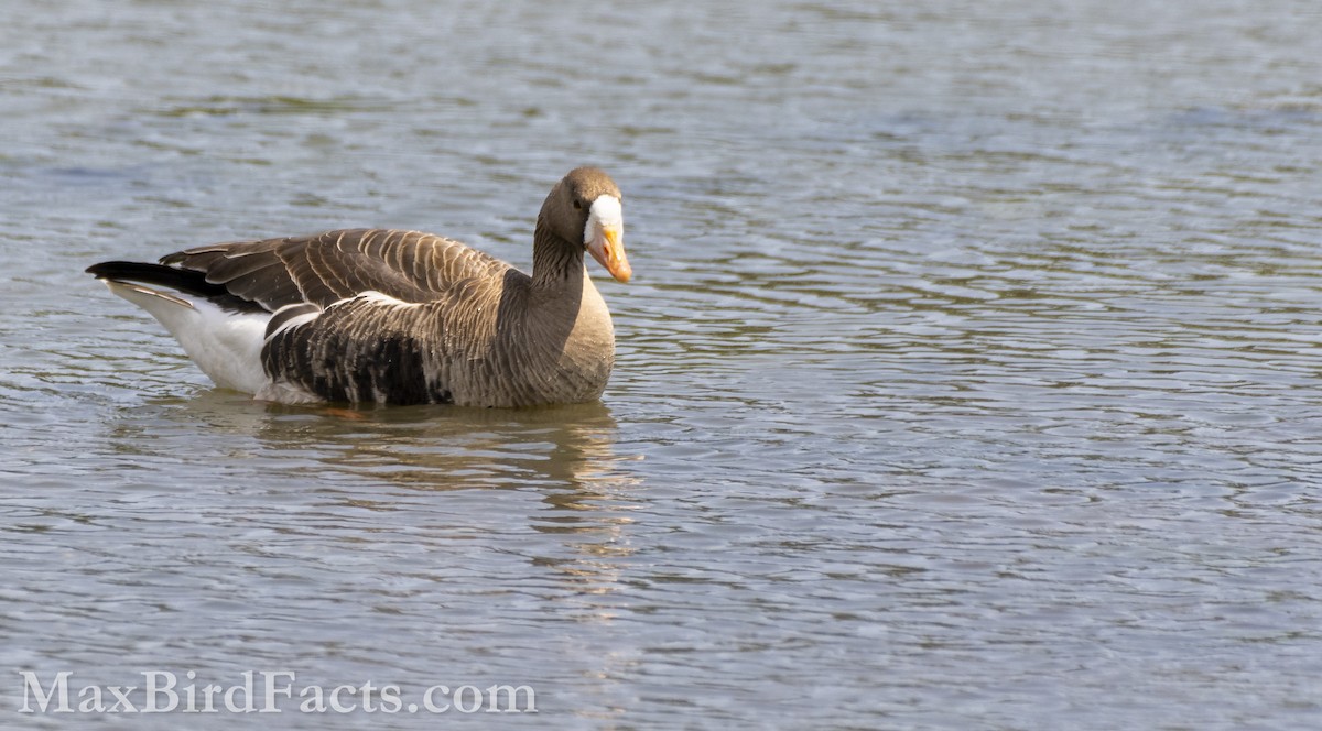 Greater White-fronted Goose - ML553435341