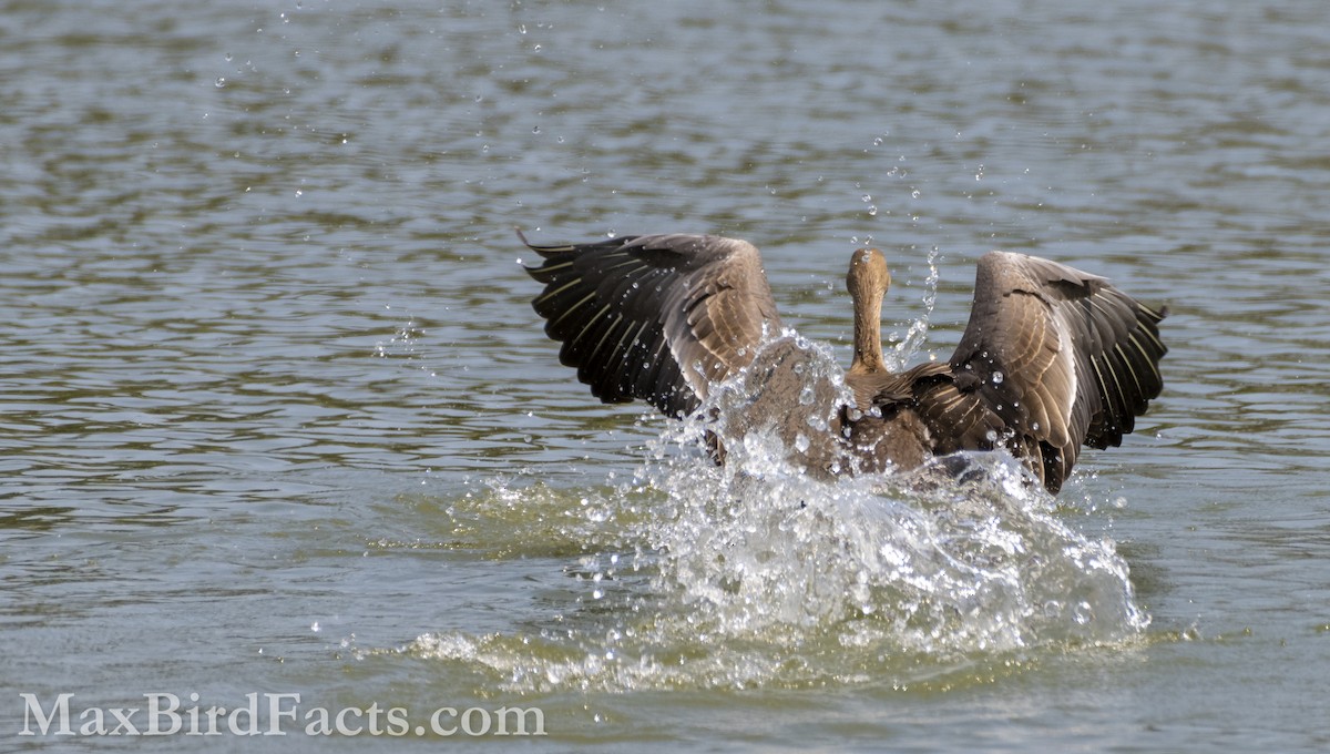 Greater White-fronted Goose - ML553435371