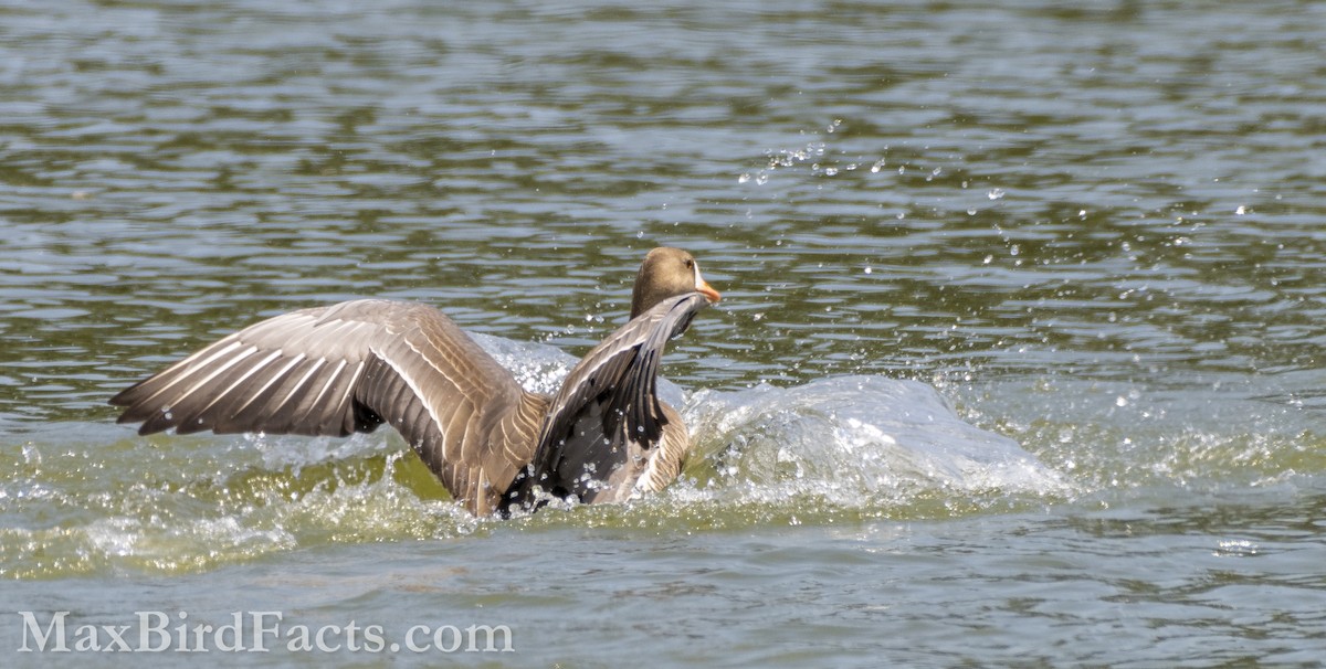 Greater White-fronted Goose - ML553435401