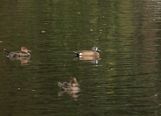 Blue-winged Teal, ML553436831