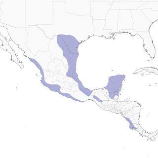 Distribution of the Olive Sparrow - Range Map