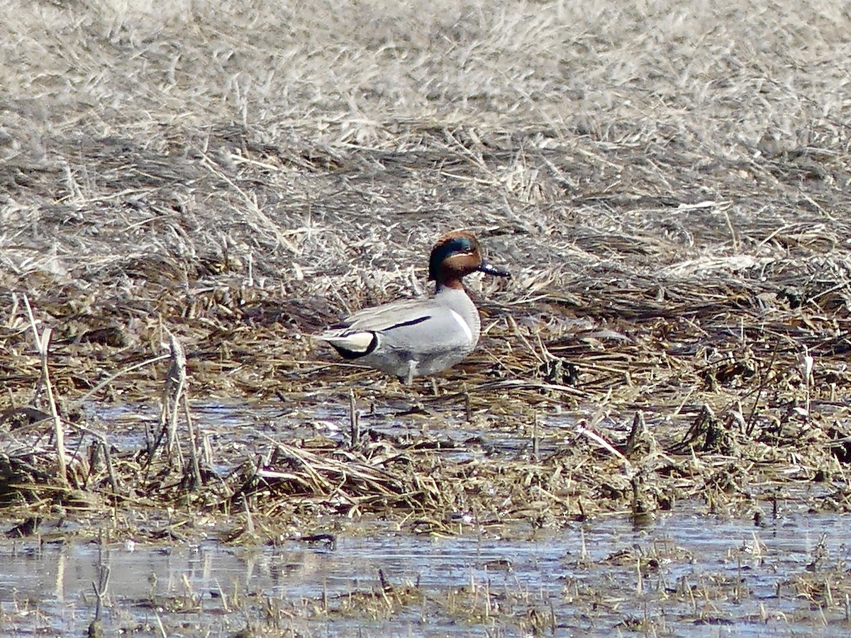 Green-winged Teal - ML553440171