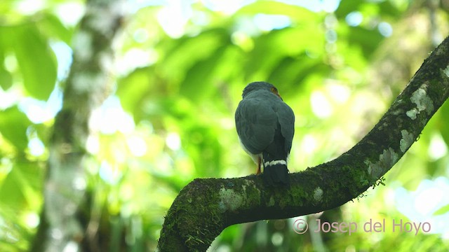 Semiplumbeous Hawk - Leucopternis semiplumbeus - Buscar multimedia ...