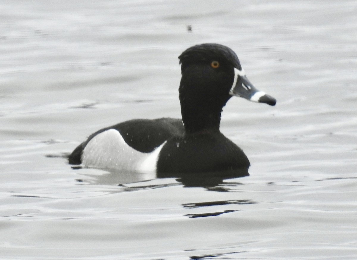 Ring-necked Duck - ML553443691