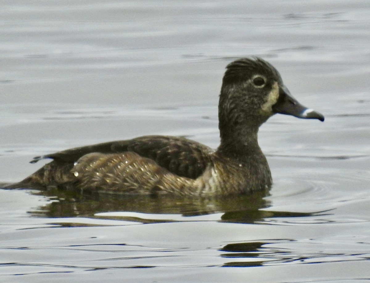 Ring-necked Duck - ML553443701
