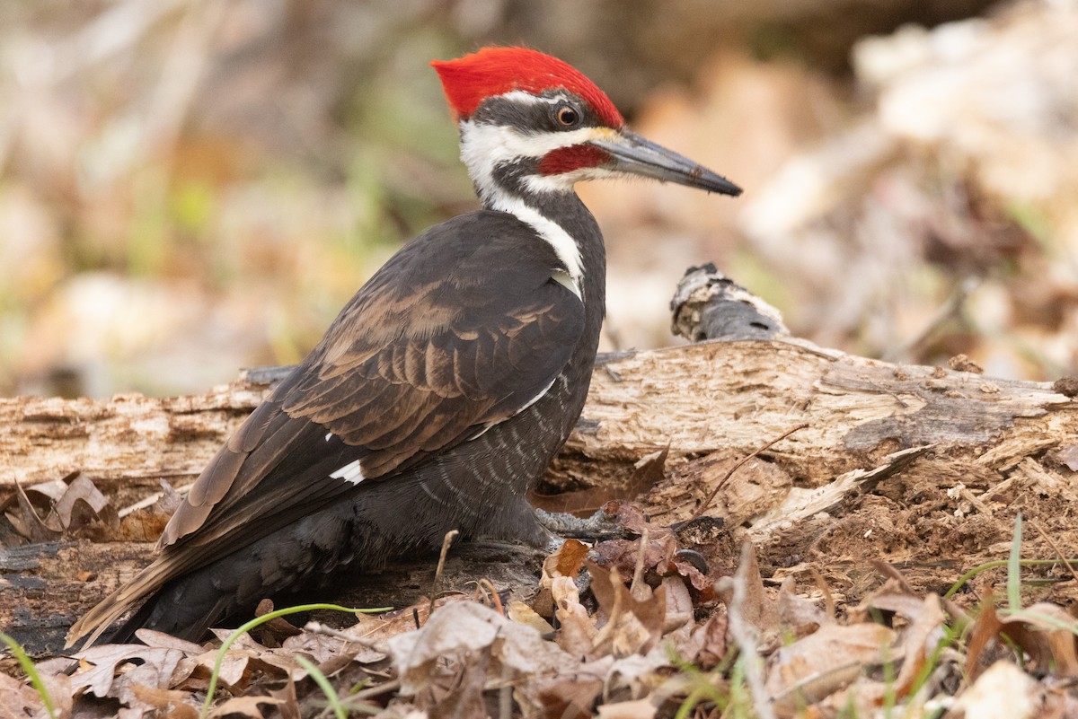 Pileated Woodpecker - Kent Fiala