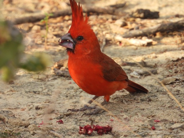 Male feeding on seeds. - Vermilion Cardinal - 
