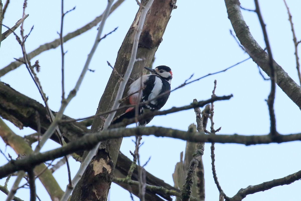 Great Spotted Woodpecker - ML553452921