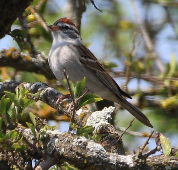 Chipping Sparrow - ML553461601