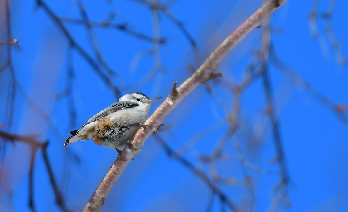 White-breasted Nuthatch - ML553463631