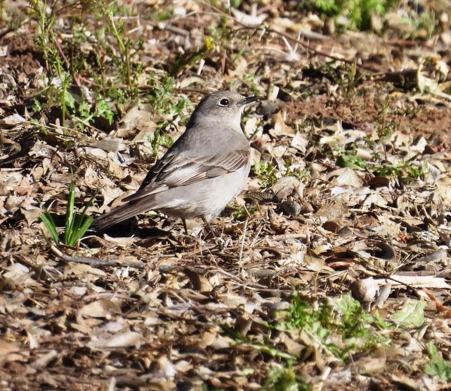 Townsend's Solitaire - ML553471411