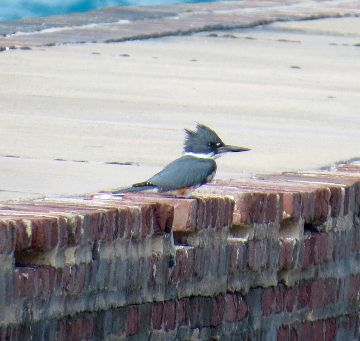 Belted Kingfisher - ML55347181