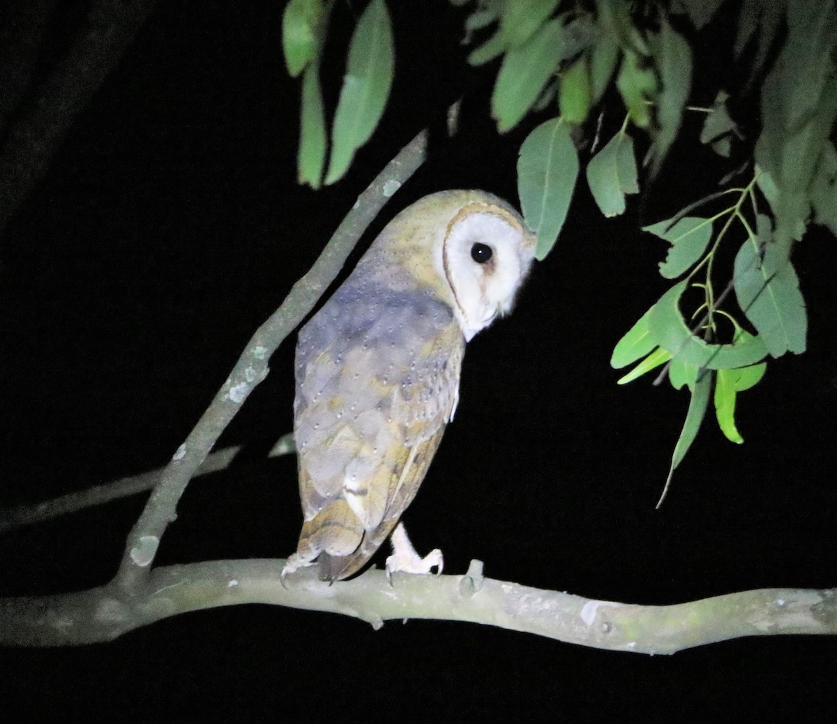 Barn Owl - Meruva Naga Rajesh