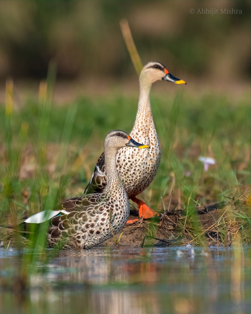 Indian Spot-billed Duck - ML553476811