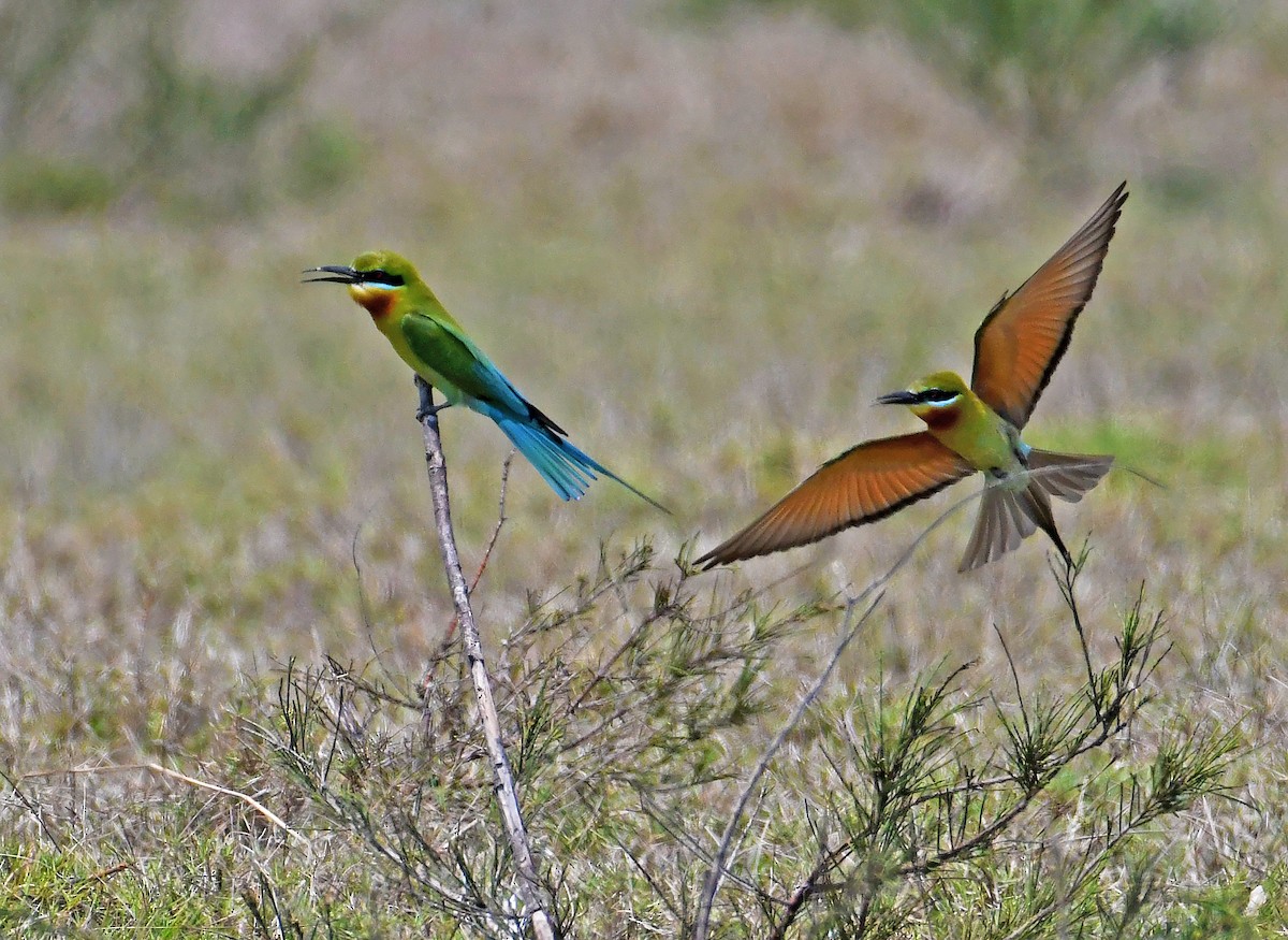Blue-tailed Bee-eater - ML553481621