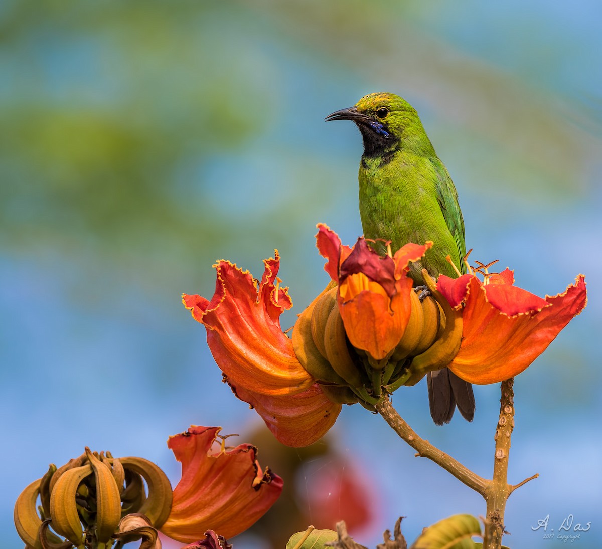 Golden-fronted Leafbird - Abhishek Das