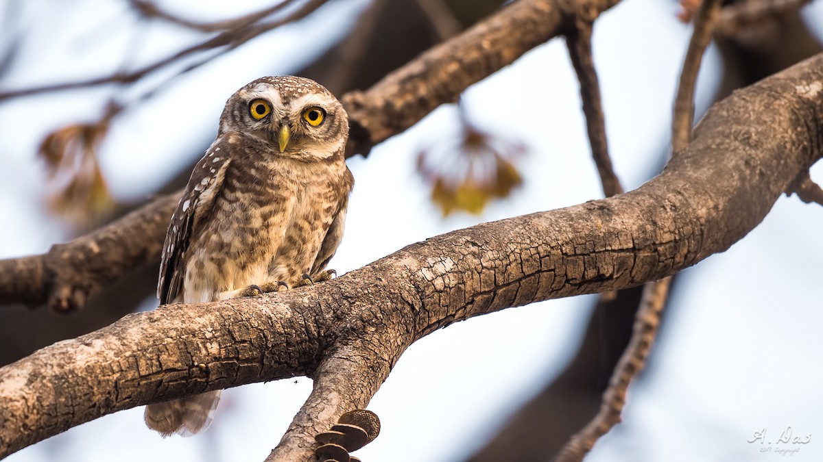 Spotted Owlet - ML55348601